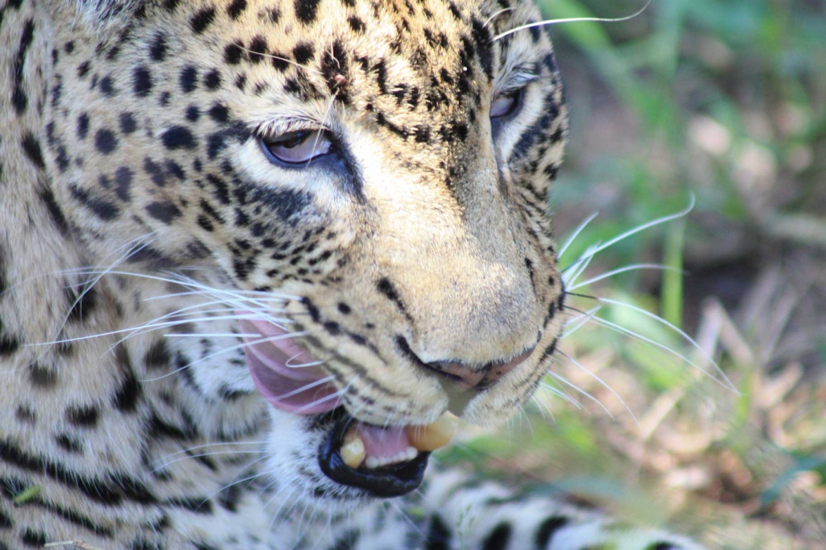 African Leopards IMG_0613 